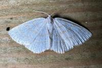 Cabera exanthemata