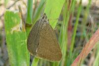 Evergestis mundalis