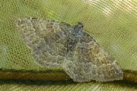 Cataclysme riguata