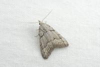 Nola thymula thymula
