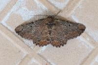Menophra japygiaria
