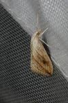 Evergestis forficalis