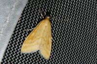 Sitochroa verticalis