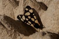Arctia villica