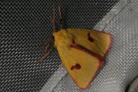 Diacrisia sannio