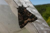 Catephia alchymista