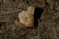 Selenia lunularia