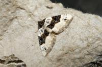 Cosmorhoe ocellata