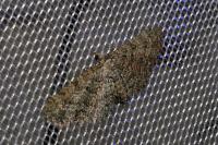Eupithecia cocciferata