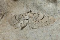 Eupithecia venosata/schiefereri