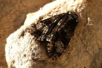 Acronicta megacephala