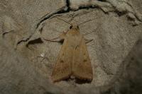 Helicoverpa armigera