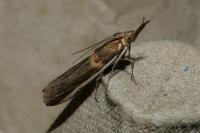 Etiella zinckenella