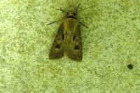 Agrotis exclamationis exclamationis