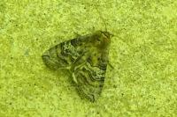Tethea ocularis