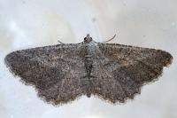 Rhoptria asperaria