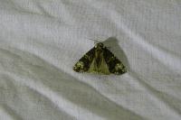 Craniophora ligustri