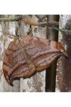 Drepana curvatula