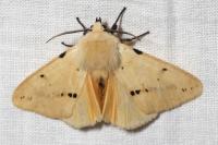 Spilarctia lutea