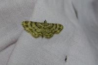 Gymnoscelis rufifasciata