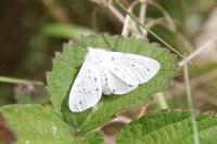 Diaphora mendica