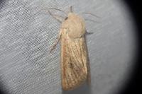 Orthosia gracilis