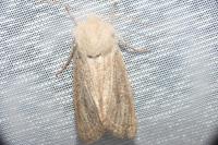 Orthosia gracilis