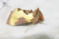 Diachrysia stenochrysis