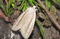 Senta flammea