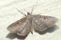 Eupithecia intricata
