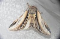 Pheosia tremula