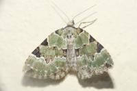 Colostygia pectinataria