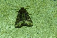 Oligia