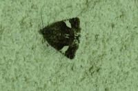 Tyta luctuosa
