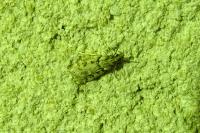 Eudonia angustea