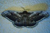 Saturnia pyri