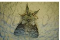 Calliteara pudibunda