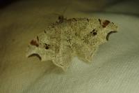 Macaria alternata