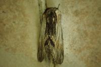 Harpyia milhauseri
