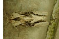 Egira conspicillaris