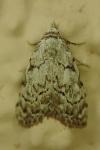 Nola confusalis