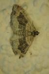 Xanthorhoe ferrugata