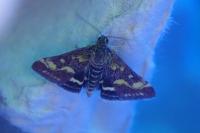 Pyrausta purpuralis