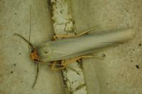 Eilema caniola