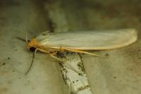 Eilema caniola