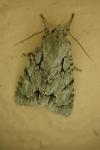 Acronicta