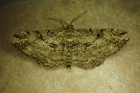 Peribatodes rhomboidaria rhomboidaria