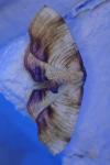 Plagodis dolabraria