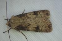 Agrotis puta
