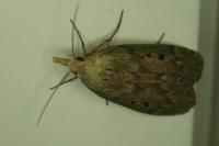 Aphomia sociella